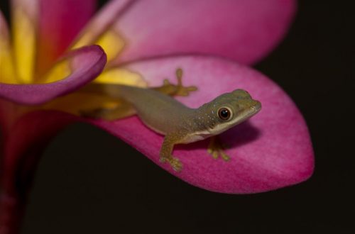 Phelsuma dubia