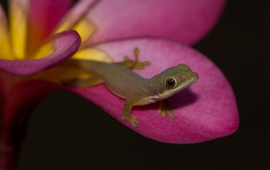 Phelsuma dubia