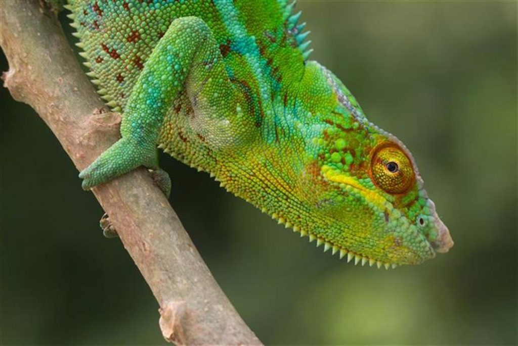 Furcifer pardalis