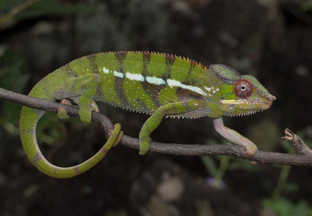 Furcifer pardalis