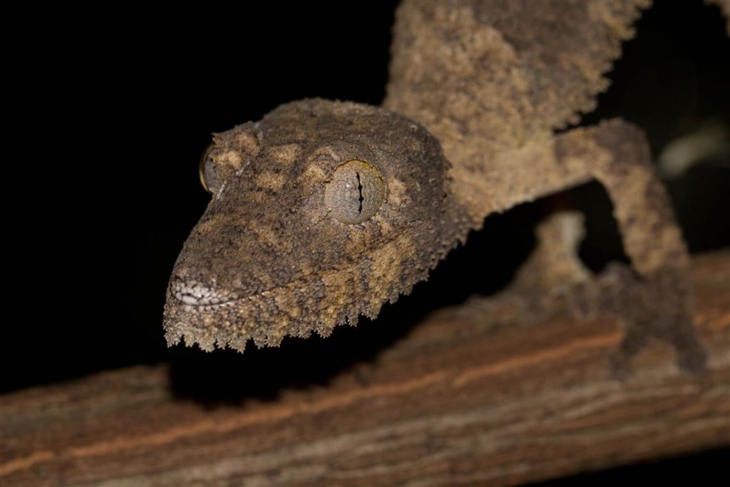 Uroplatus henkeli