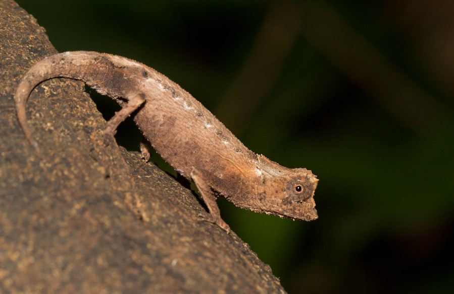 Brookesia stumpffi