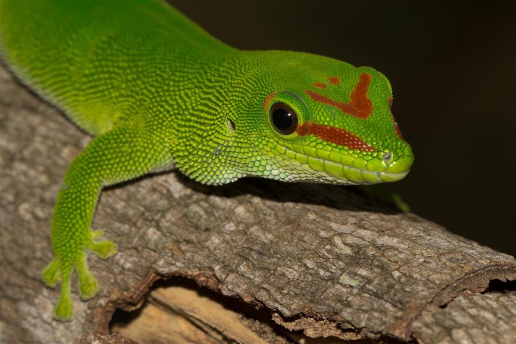 Phelsuma grandis