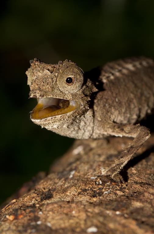 Brookesia antakarana