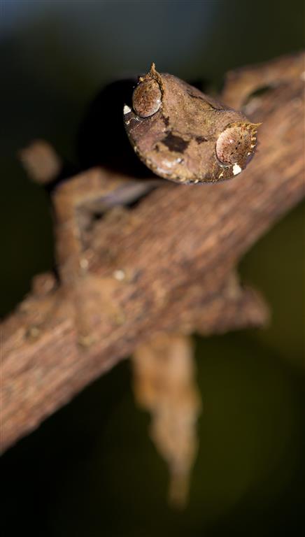 Uroplatus finiavana