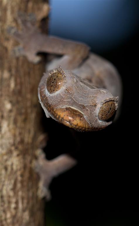 Uroplatus finiavana