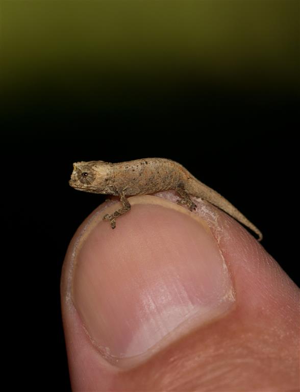 Brookesia tuberculata