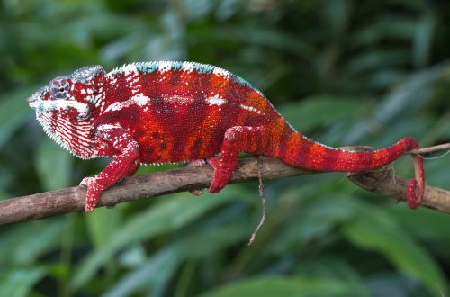 Furcifer pardalis in Vohimana