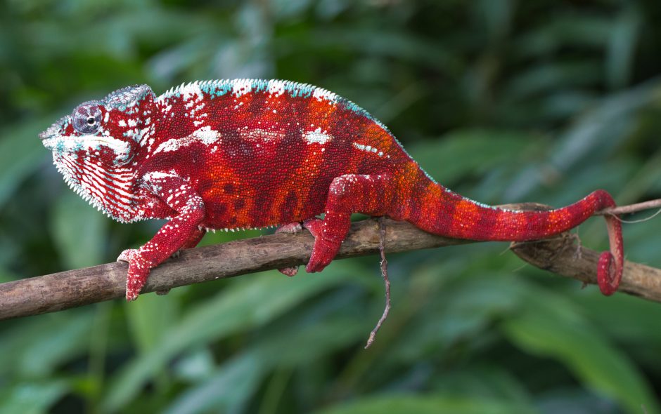 Furcifer pardalis in Vohimana