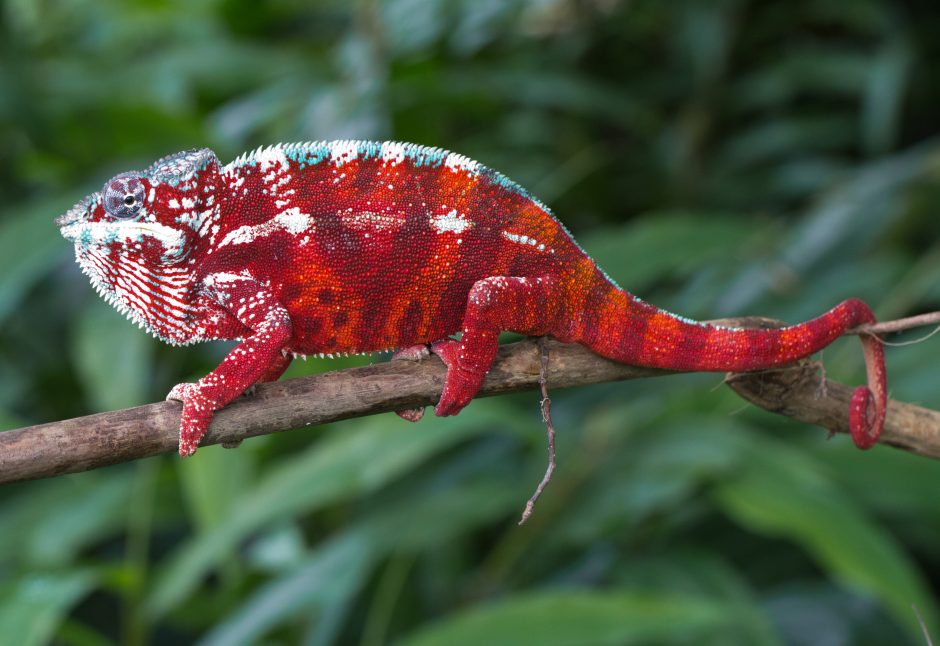 Furcifer pardalis in Vohimana
