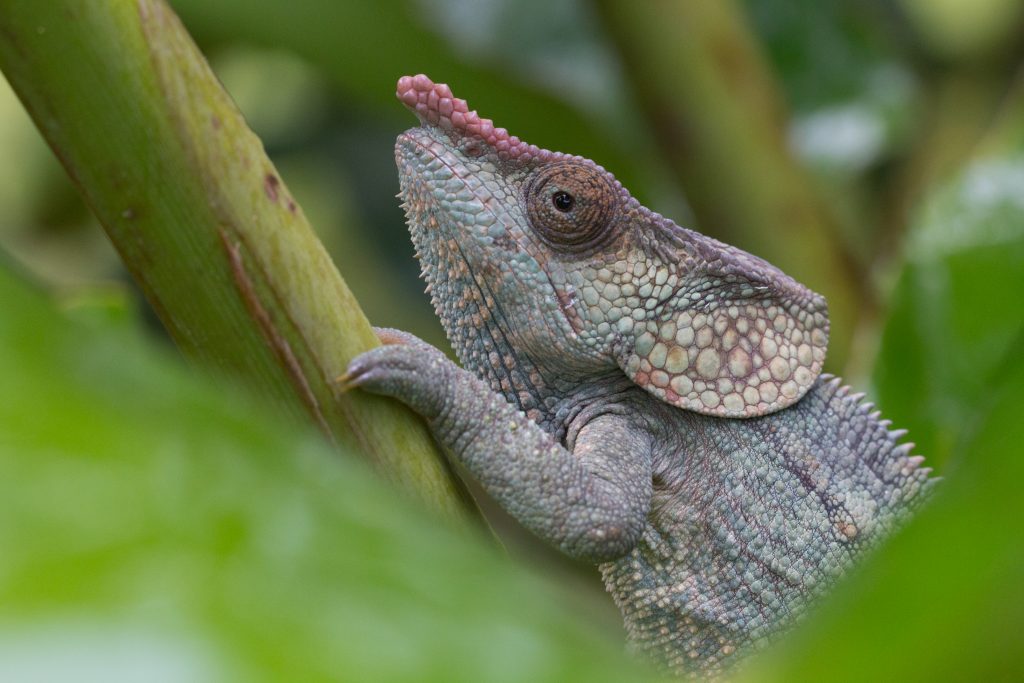 Calumma brevicorne in Andasibe