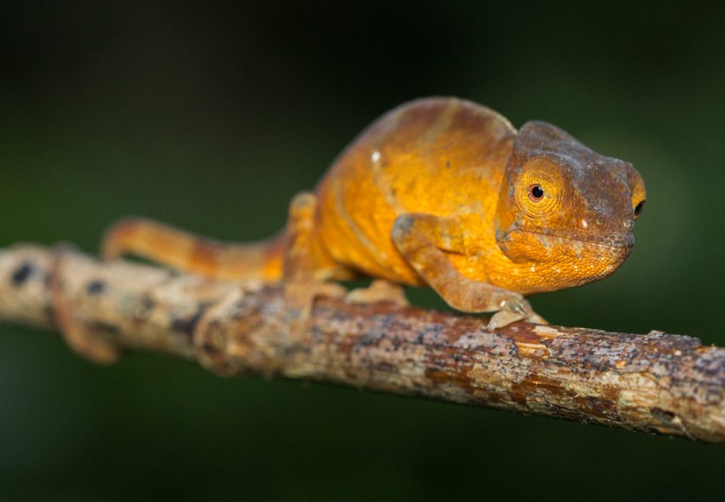 Calumma parsonii cristifer