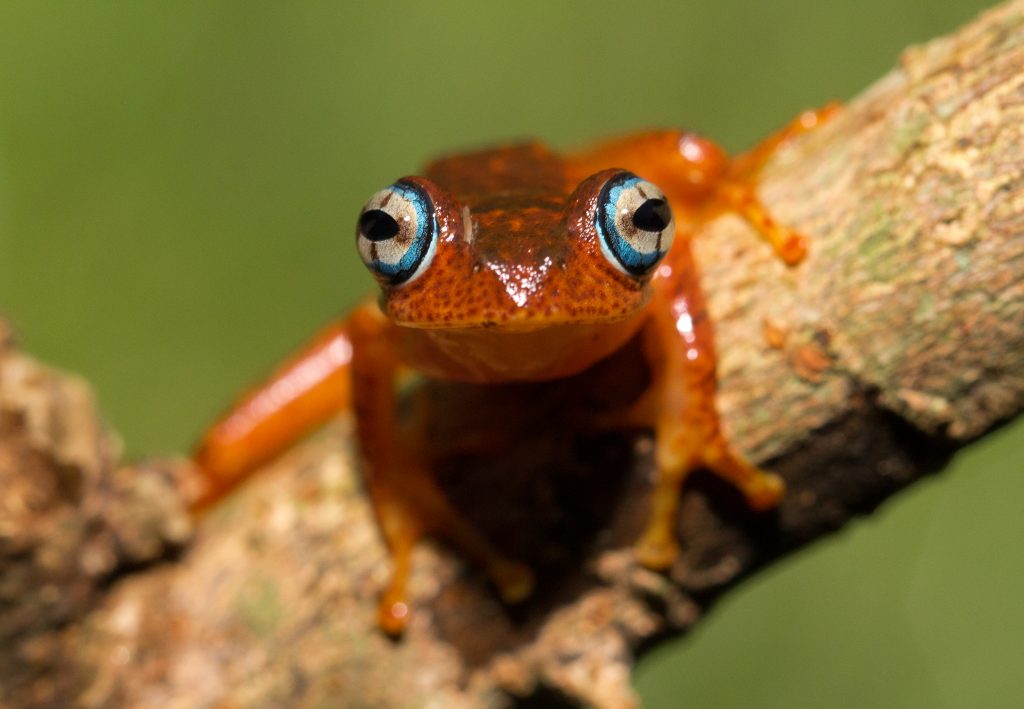 Boophis pyrrhus