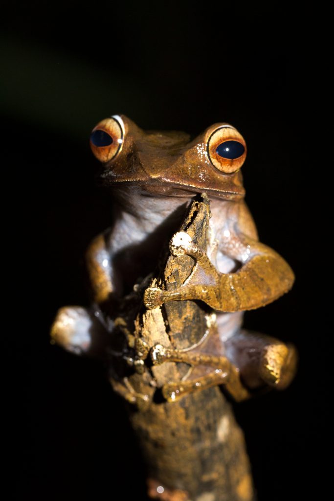 Boophis madagascariensis