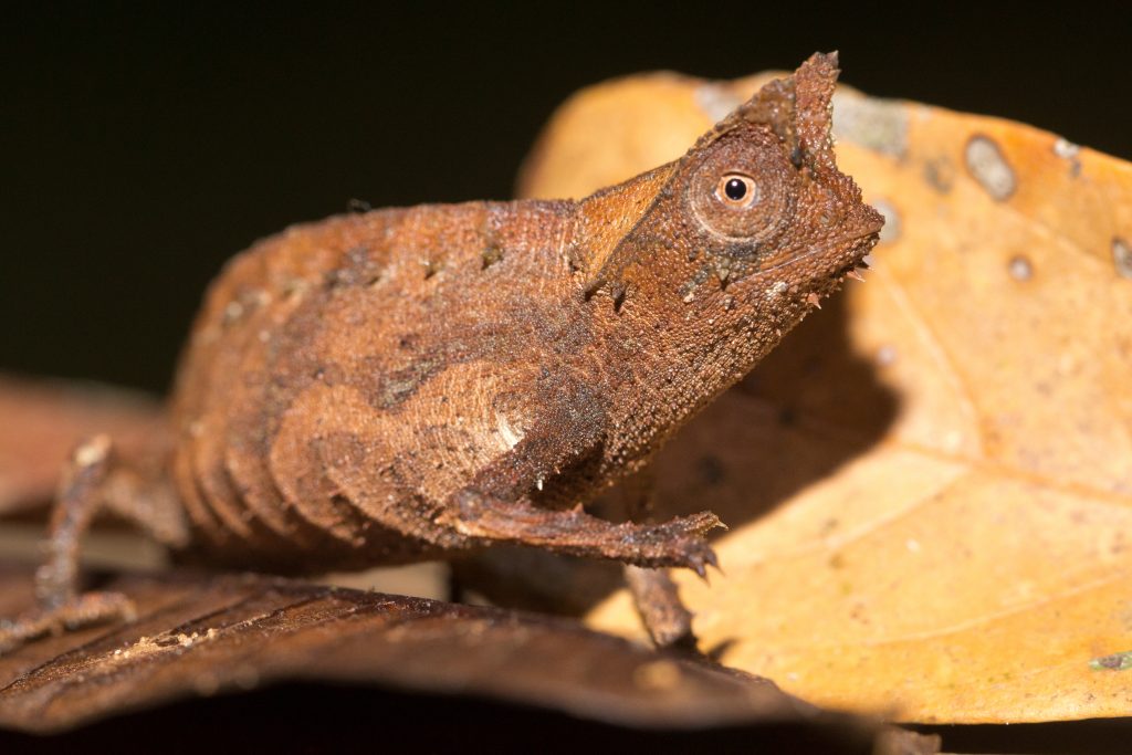 Brookesia superciliaris