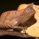 Brookesia superciliaris