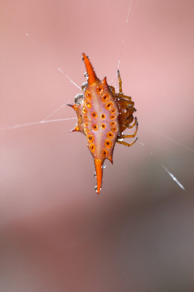 Gasteracantha 