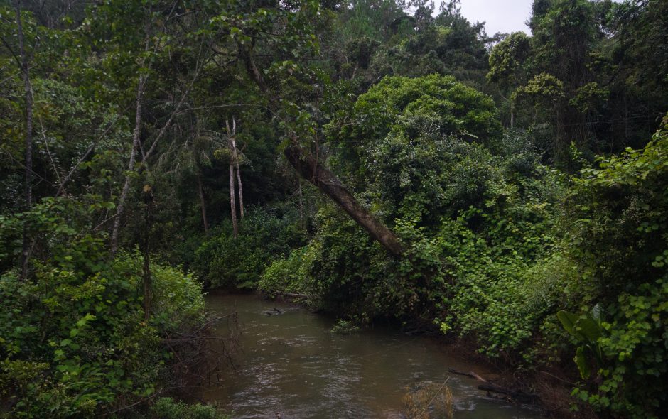 Wald in Analamazaotra