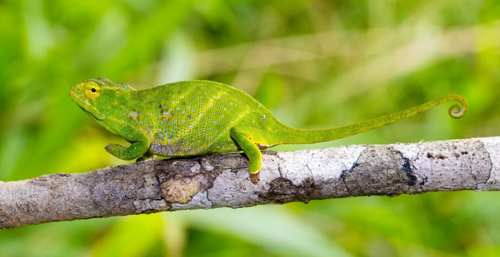 Furcifer wilsii