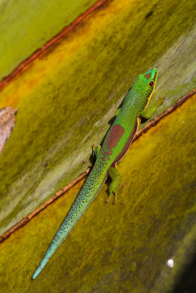 Phelsuma lineata