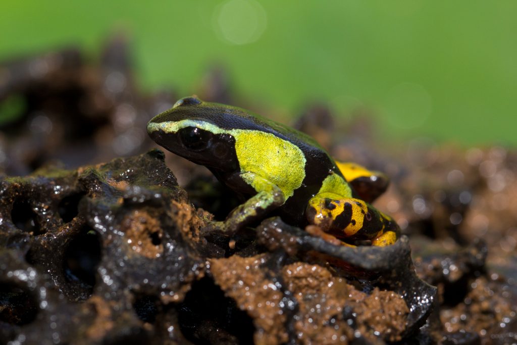 Mantella nigricans