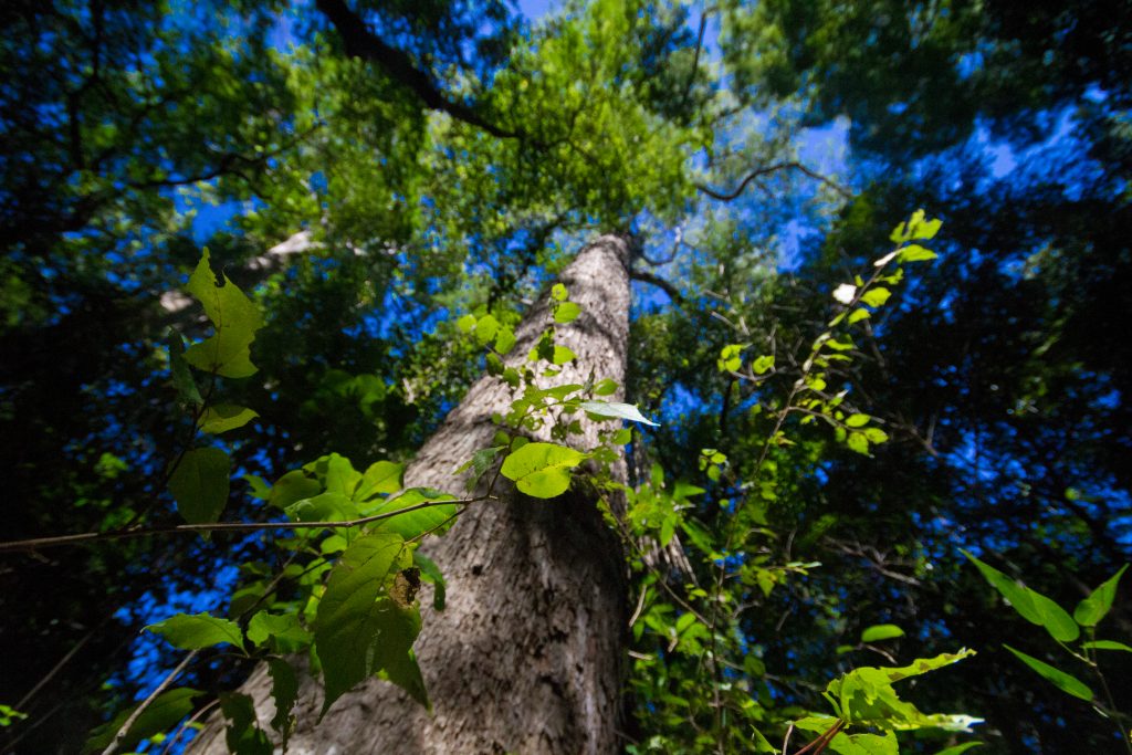 Bäume in Ankarafantsika