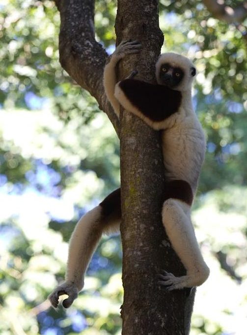 Coquerel-Sifaka