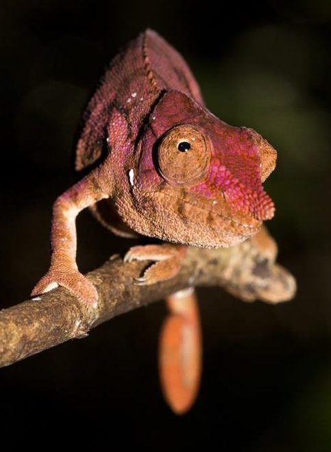 Furcifer rhinoceratus