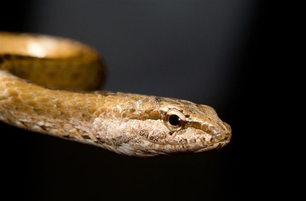 Mimophis mahfalensis