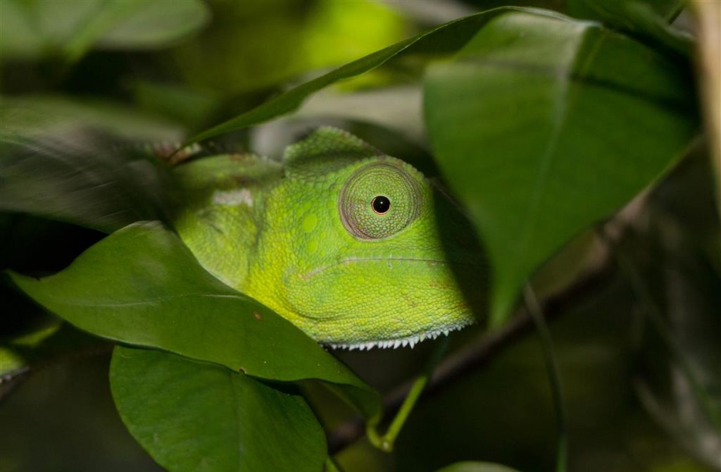 Furcifer oustaleti