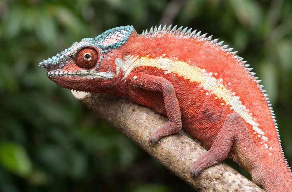 Furcifer pardalis