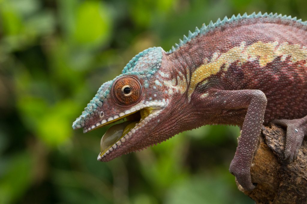 Furcifer pardalis