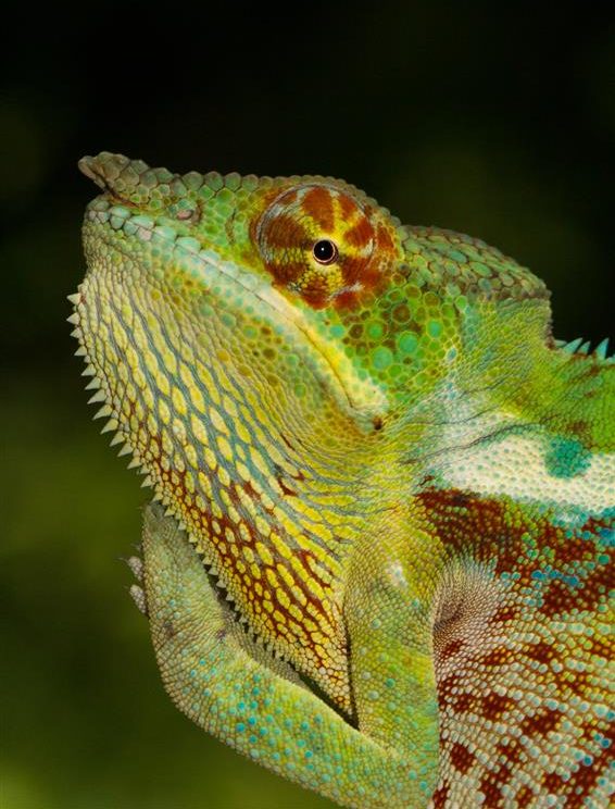 Furcifer pardalis