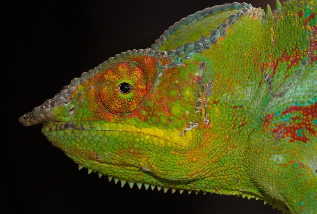 Furcifer pardalis