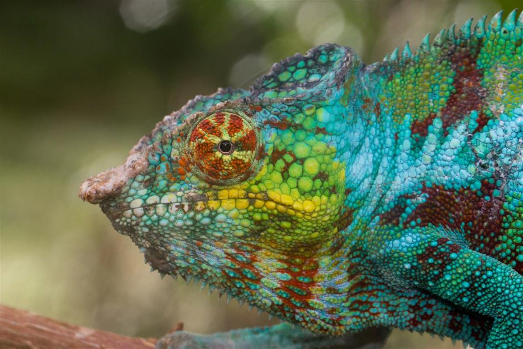 Furcifer pardalis