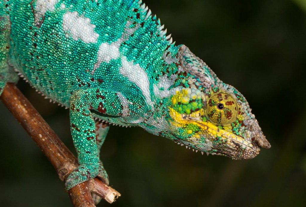 Furcifer pardalis