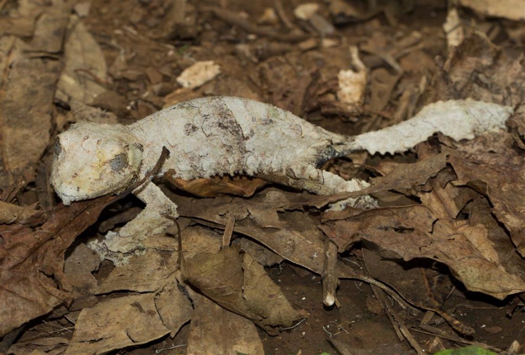 Uroplatus henkeli