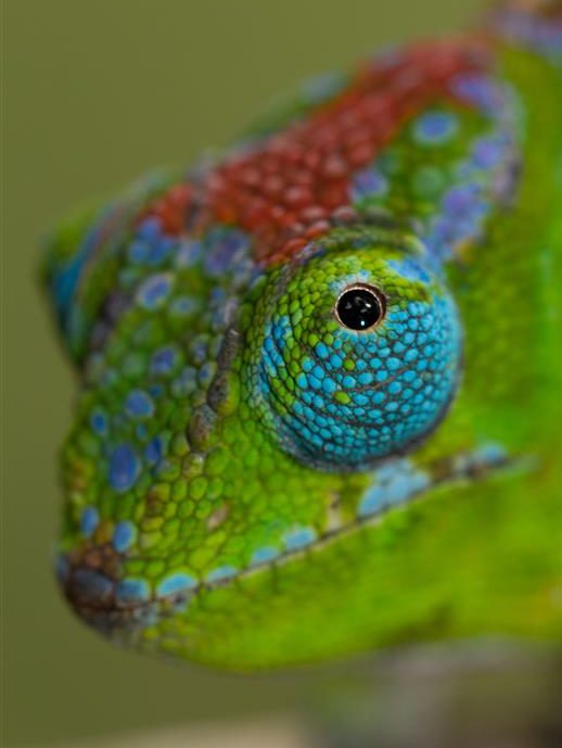 Furcifer petteri