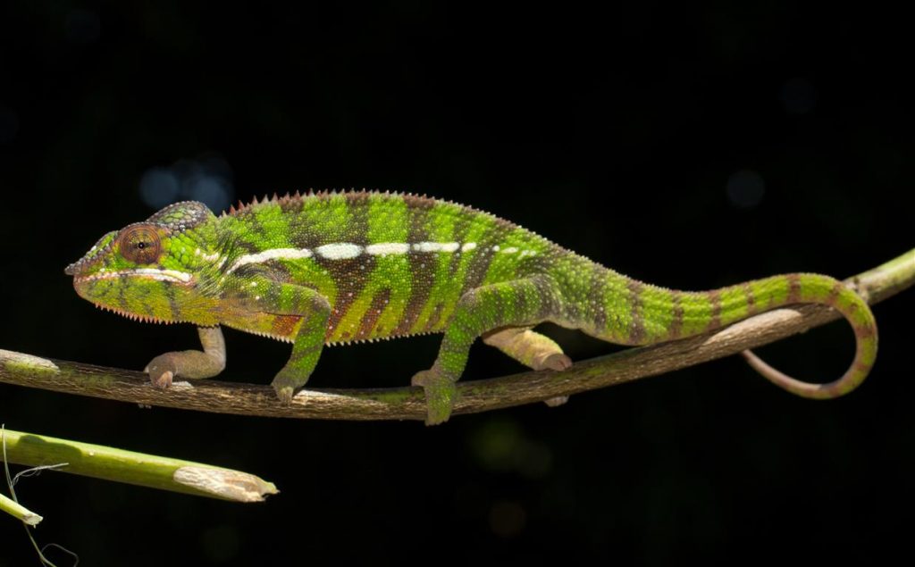 Furcifer pardalis