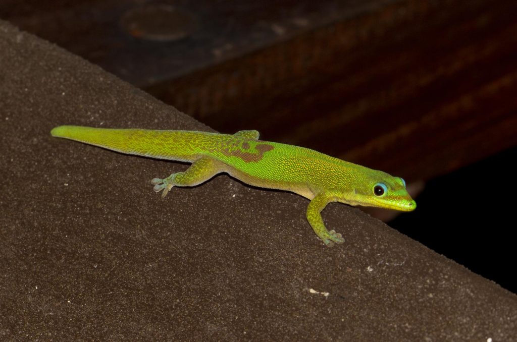 Phelsuma laticauda