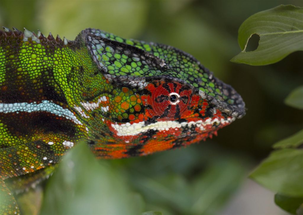 Furcifer pardalis