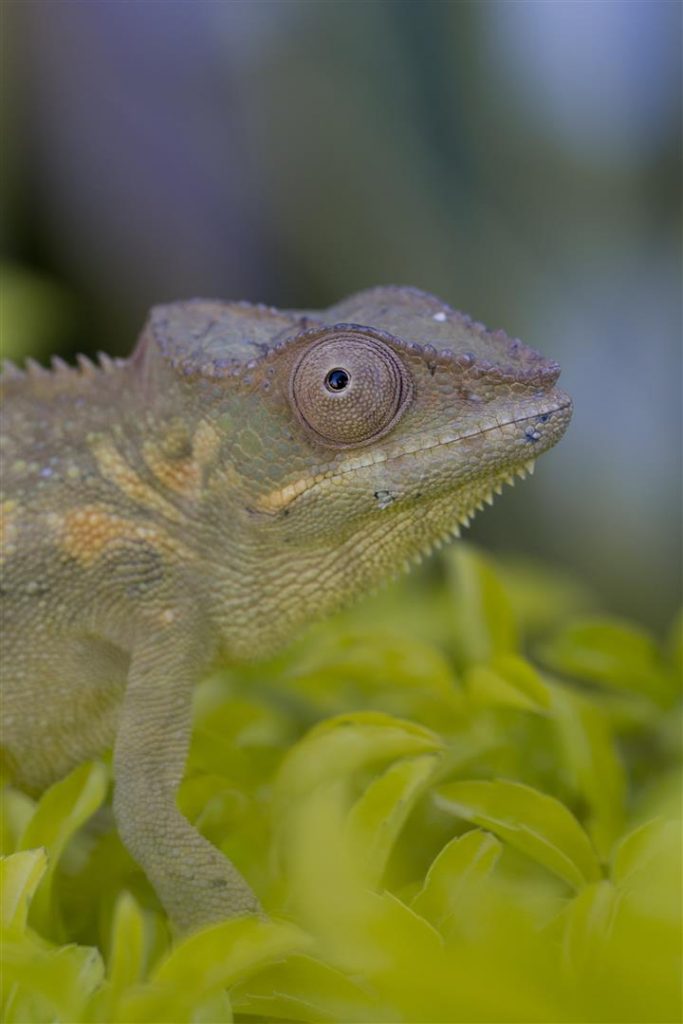 Furcifer pardalis