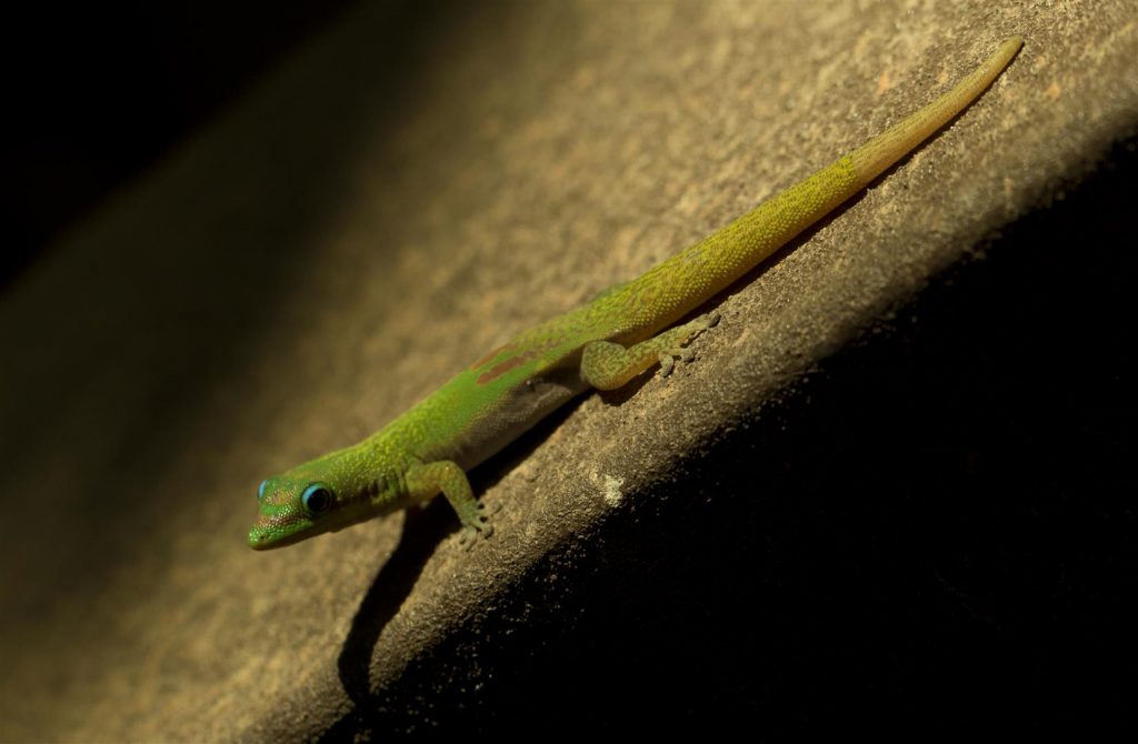 Phelsuma laticauda