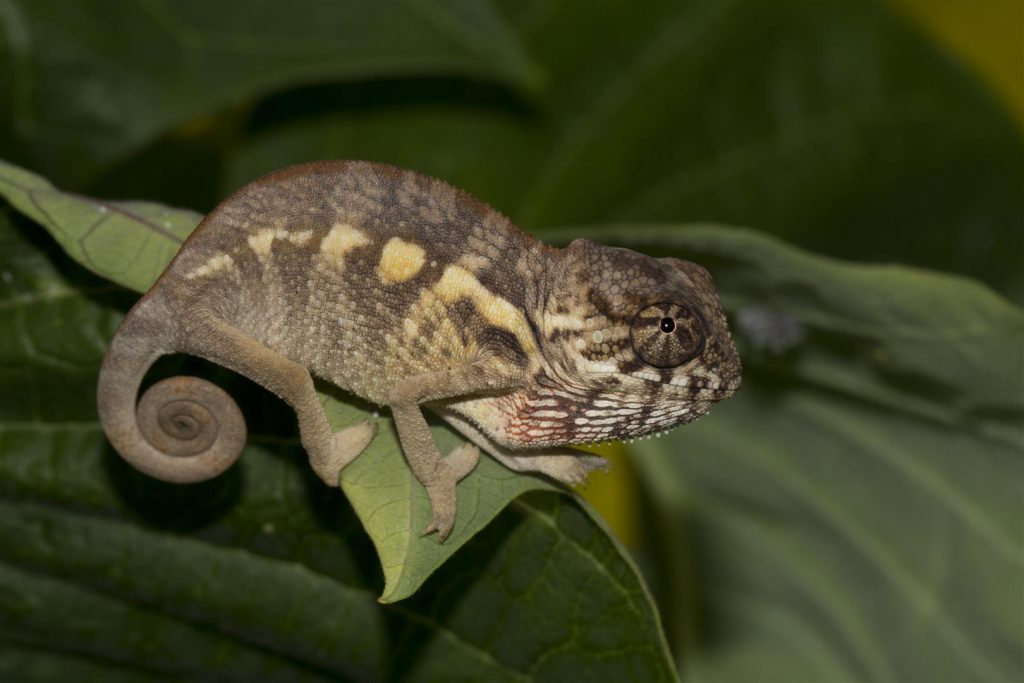 Furcifer pardalis