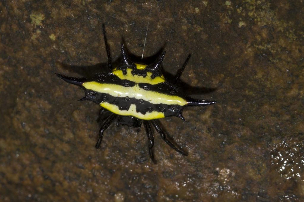 Gasteracantha