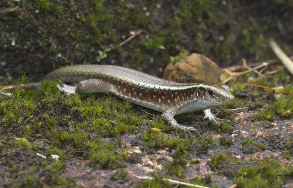 Zonosaurus