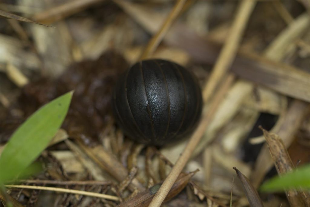 Spheridae