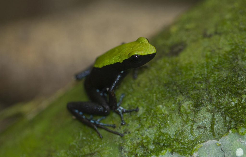 Mantella laevigata