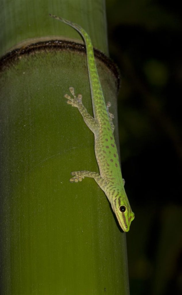 Phelsuma guttata