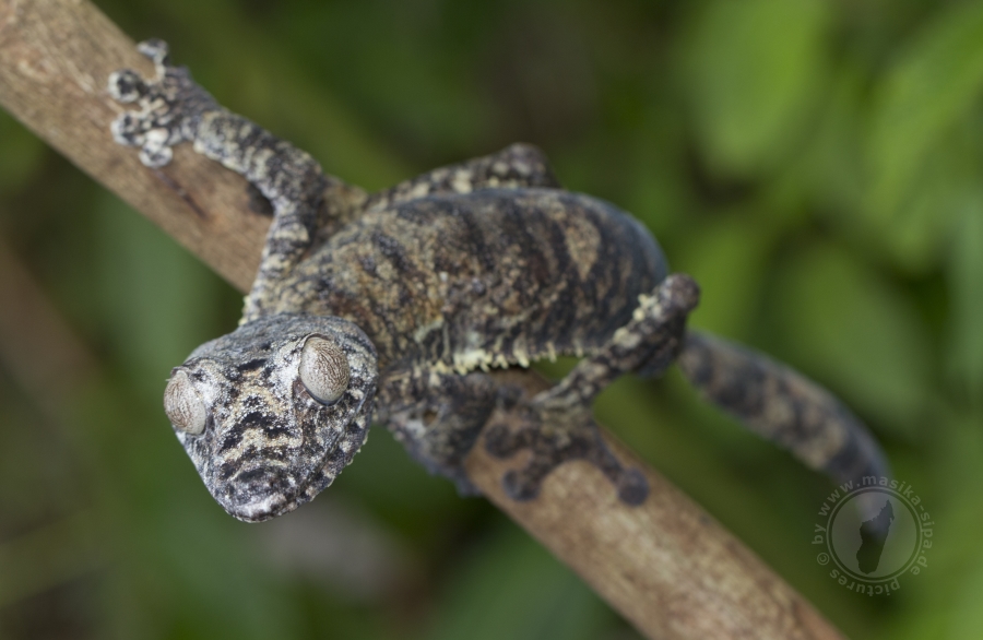 Uroplatus giganteus